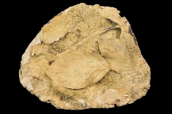 Fossil Leaves Preserved In Travertine - Austria #113211